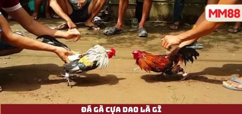 Đá Gà Cựa Dao Là Gì