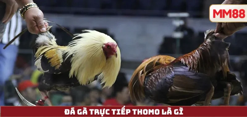 Đá Gà Trực Tiếp Thomo là gì